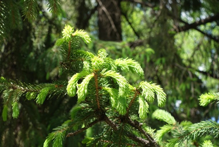 alberi adatti all'inverno, abete rosso