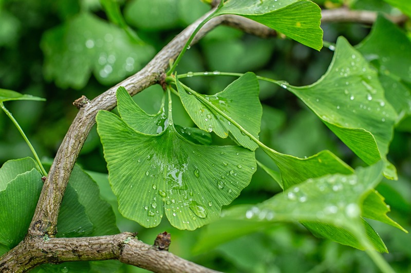 ginkgo biloba