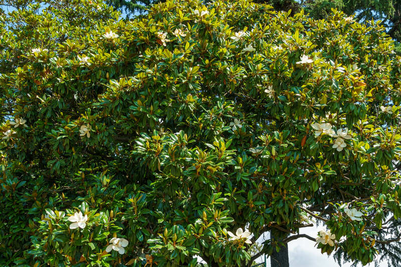 magnolia grandiflora