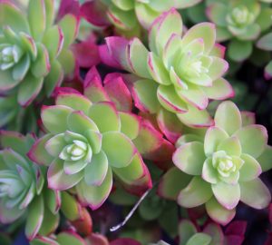 Aeonium verde con rosette dalle punte fucsia