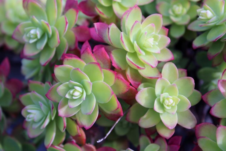 Aeonium verde con rosette dalle punte fucsia