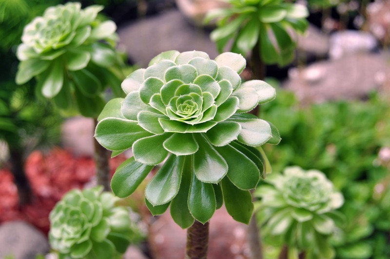 Aeonium grande