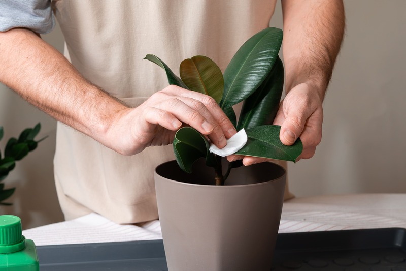 uno pulisce foglie del Ficus Elastica con un panno umido