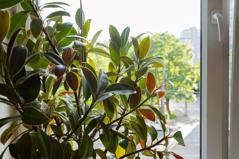Ficus Elastica posizionato vicino alla finestra