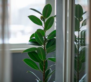 Ficus elastica vicino ad una finestra