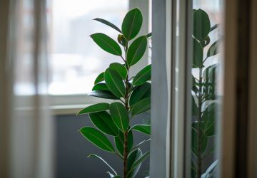 Ficus elastica vicino ad una finestra