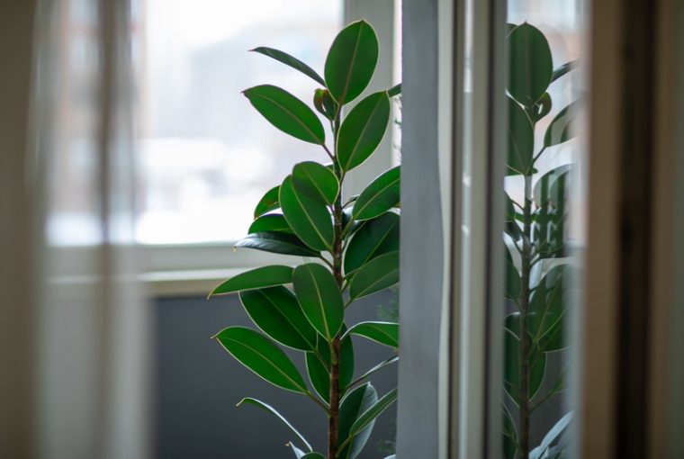 Ficus elastica vicino ad una finestra