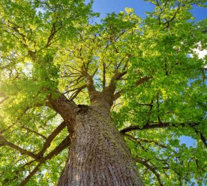 albero di tiglio