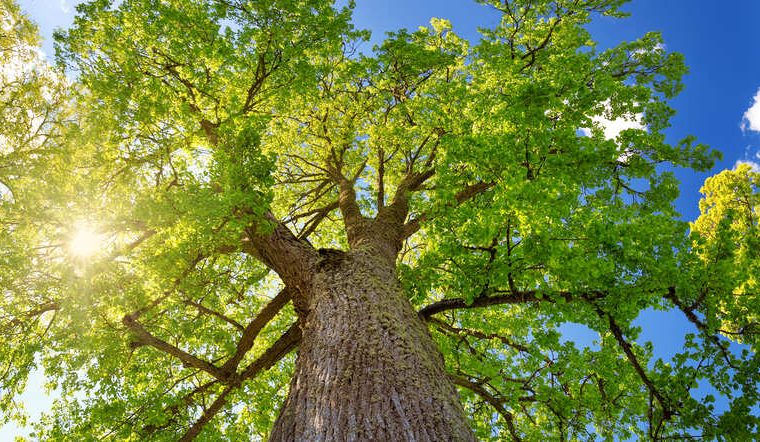albero di tiglio
