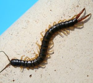 scolopendre e scutigere, scalopenedra sul muro