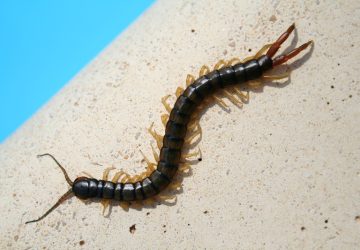 scolopendre e scutigere, scalopenedra sul muro