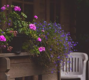 Lobelia rigogliosa in vaso e in giardino con poche cure mirate: Un accogliente patio all'aperto a Varsavia con fiori vivaci…