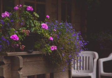 Lobelia rigogliosa in vaso e in giardino con poche cure mirate: Un accogliente patio all'aperto a Varsavia con fiori vivaci…