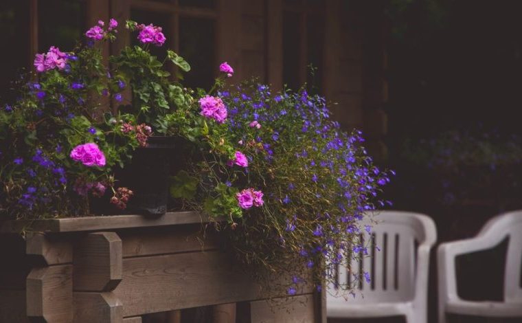 Lobelia rigogliosa in vaso e in giardino con poche cure mirate: Un accogliente patio all'aperto a Varsavia con fiori vivaci…