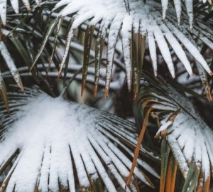 Balcone e giardino in inverno: come difendere le piante dal gelo: Foto ravvicinata di foglie di palma coperte di neve, che…