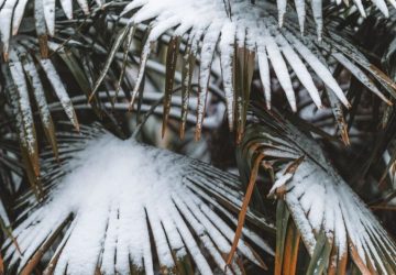 Balcone e giardino in inverno: come difendere le piante dal gelo: Foto ravvicinata di foglie di palma coperte di neve, che…