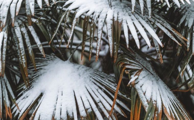 Balcone e giardino in inverno: come difendere le piante dal gelo: Foto ravvicinata di foglie di palma coperte di neve, che…